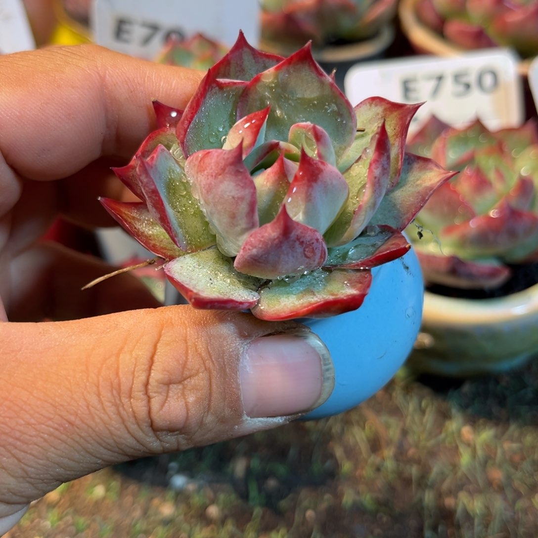 惊鸿一瞥多肉植物的