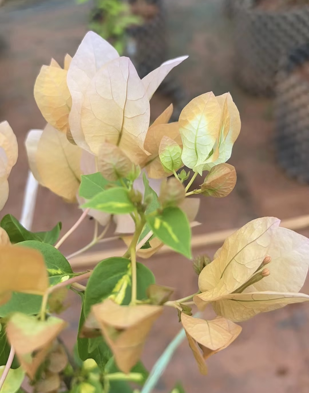 【金心黄白】三角梅原生盆苗，默认运输途中掉花掉叶，小断枝介意慎拍