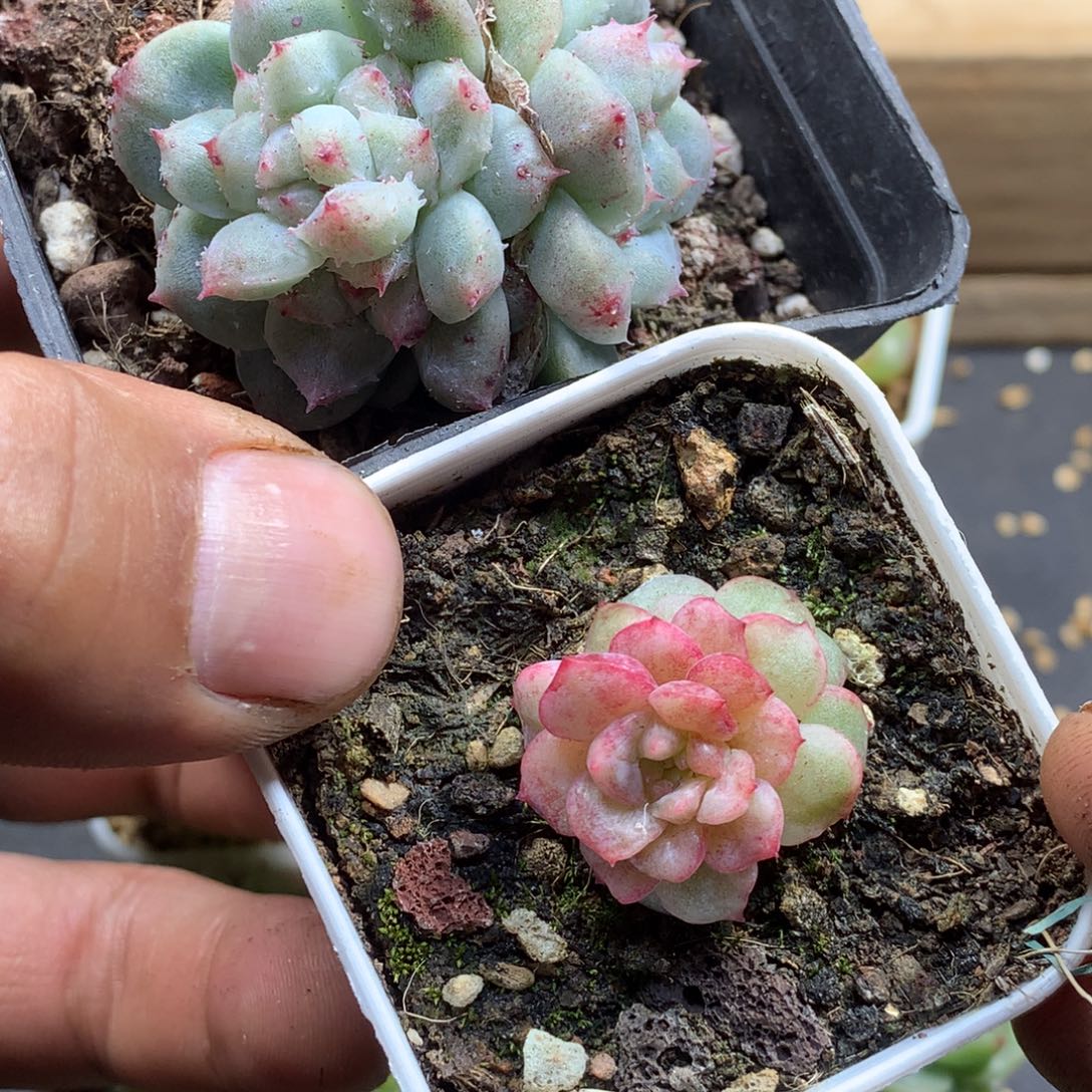 阿丹多肉一物一拍