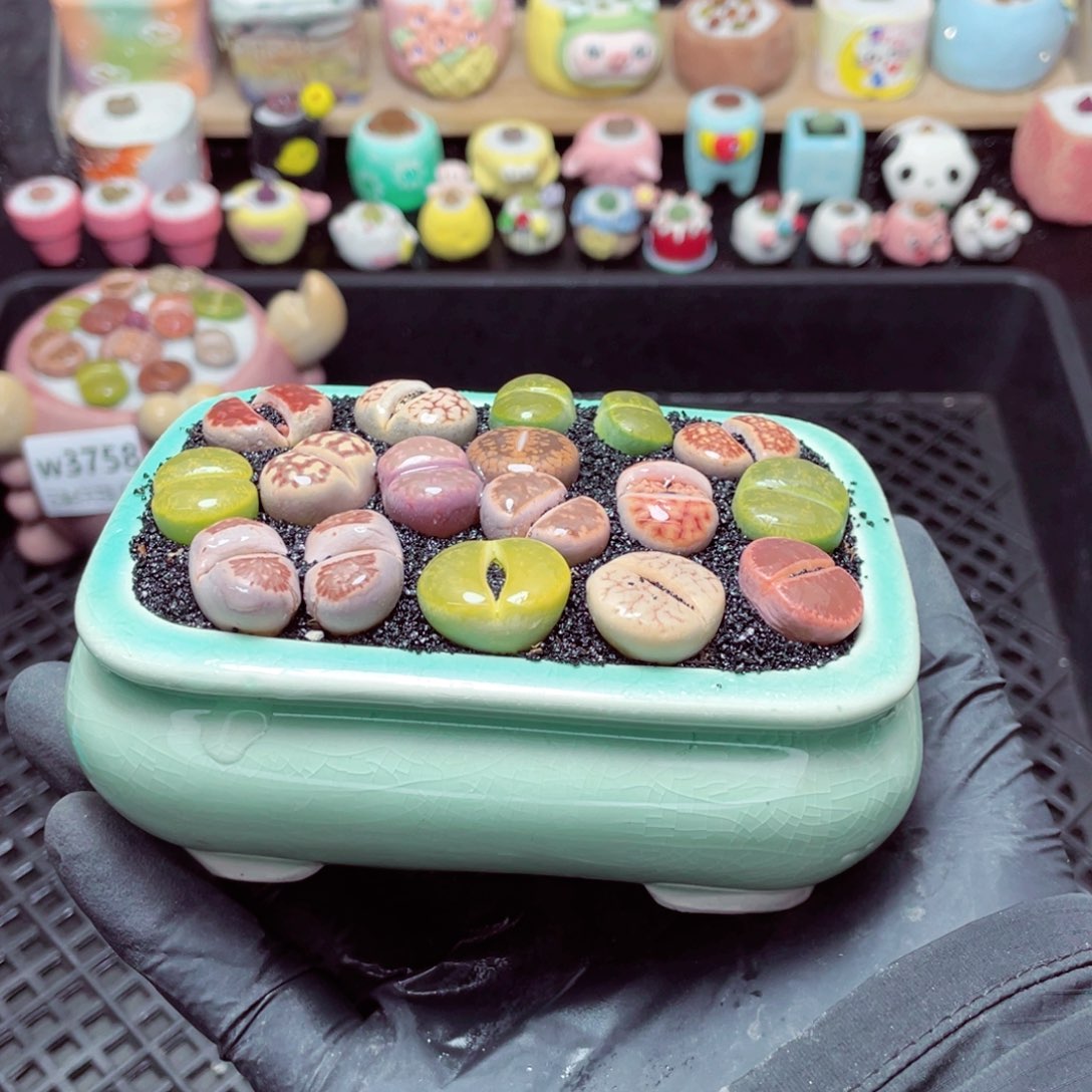 w3759-带盆土发货，零下地区拍保温箱