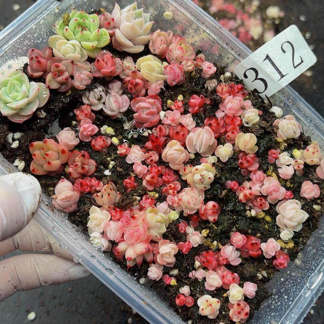 多肉植物多肉植物312