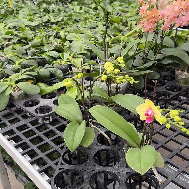 喜***舍大部分开放少量花苞586