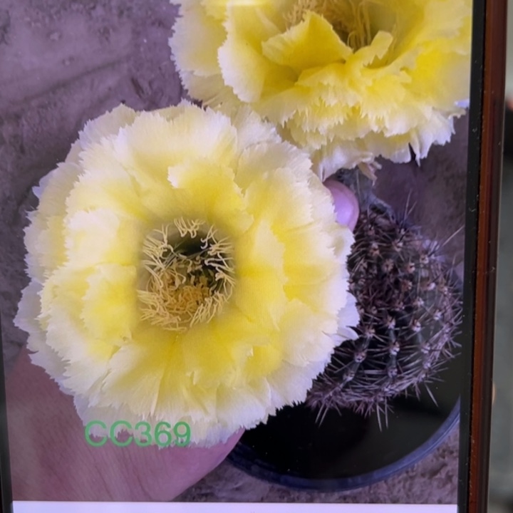 无花朵无根彩草歪七月