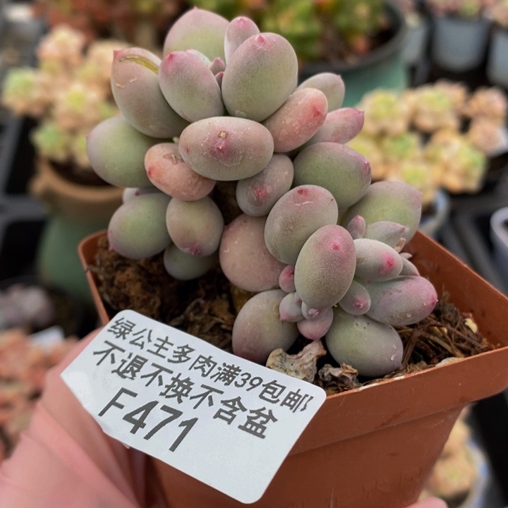 四代苹果奶6cm471多肉植物