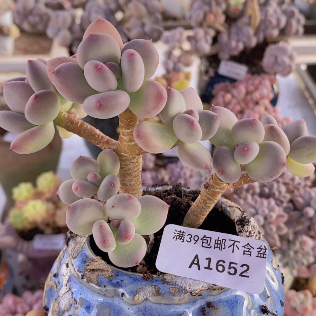 苹果奶一代1652多肉植物