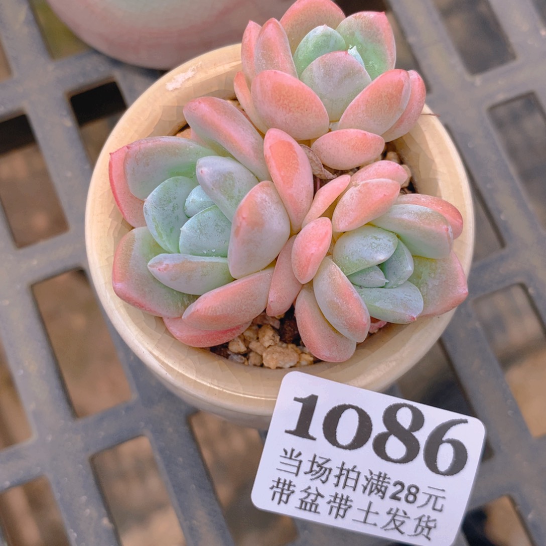 精控多肉植物1086