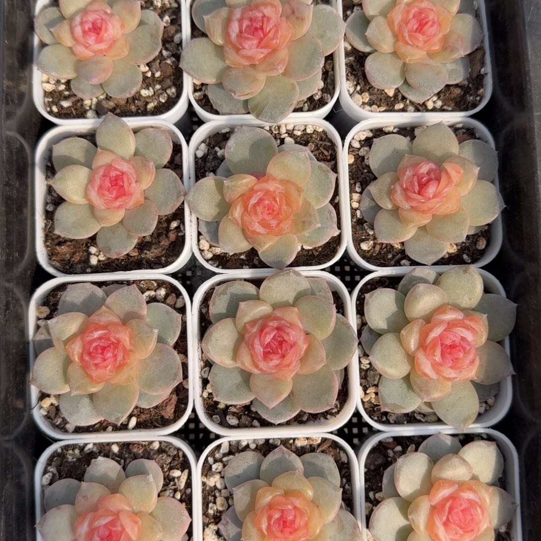 1108-71-水晶单头量拍