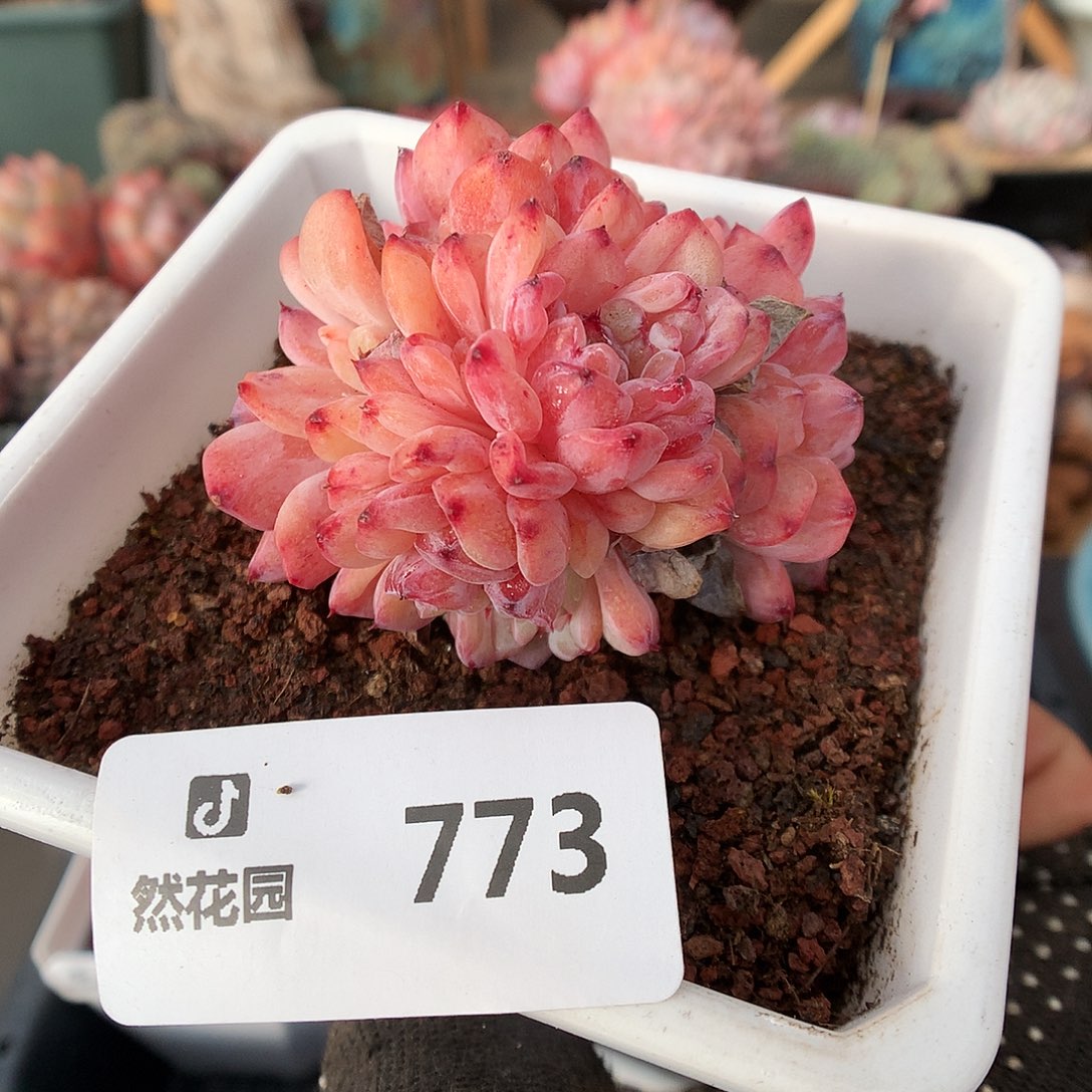 773仙恩多肉植物6666