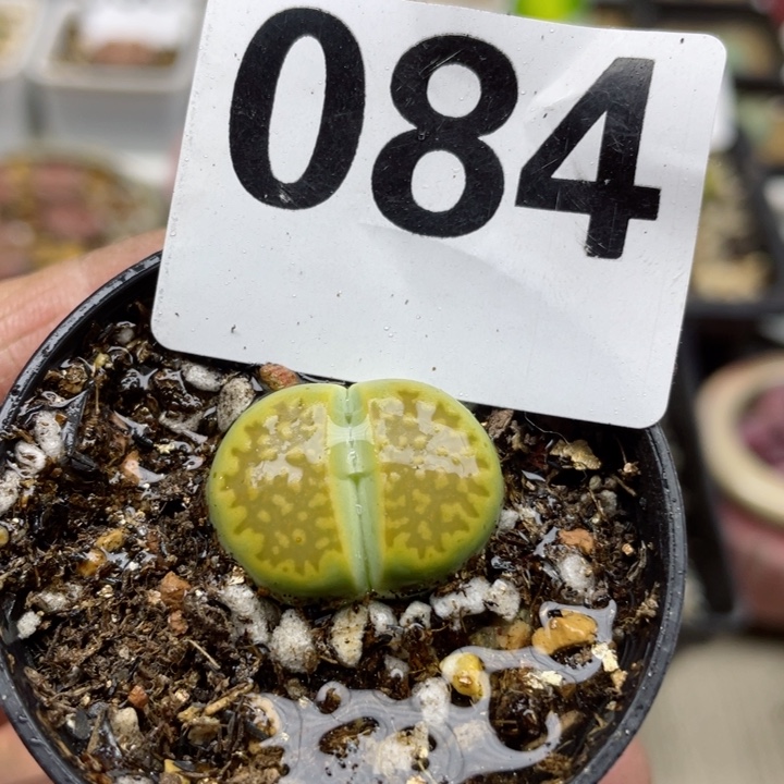 084母本黄巴厘带盆