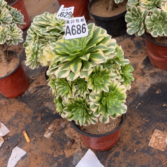 686绿豆沙不包断枝