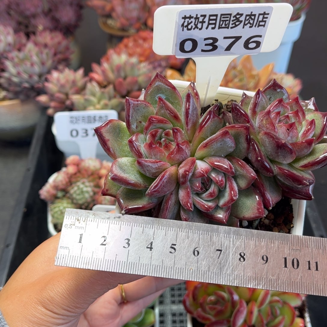 多肉植物0376 满30包邮