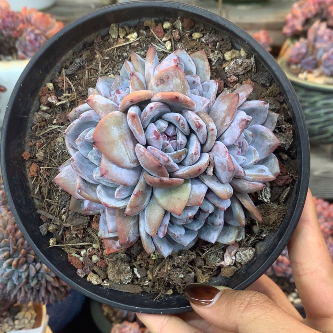 七头手捧无砍花花