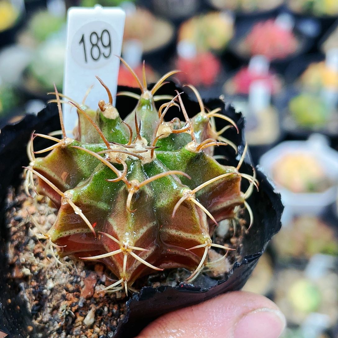 非偏远地区满25裸根发货仙人球