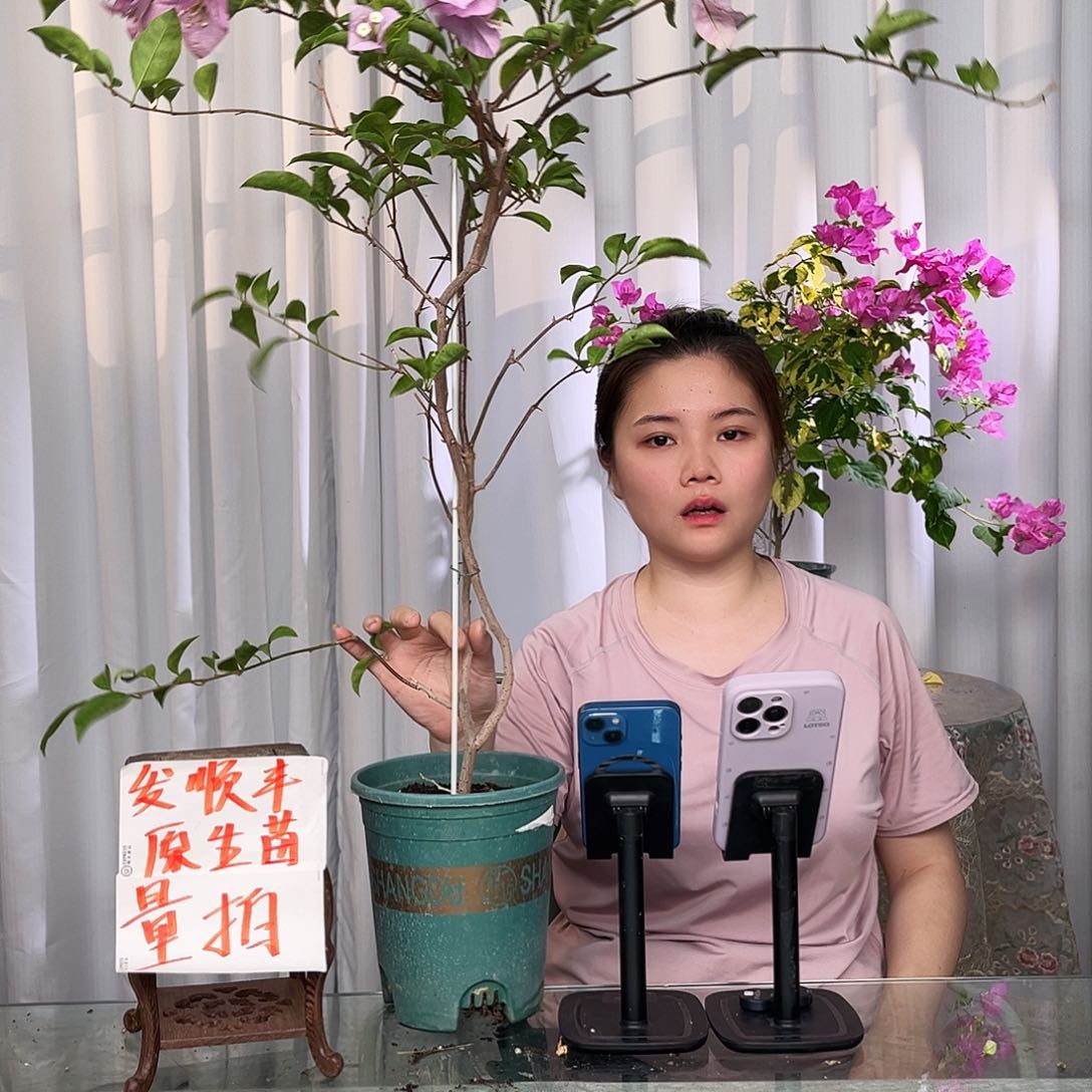 当前无花栽培后可以开花塞佛理带竹一颗