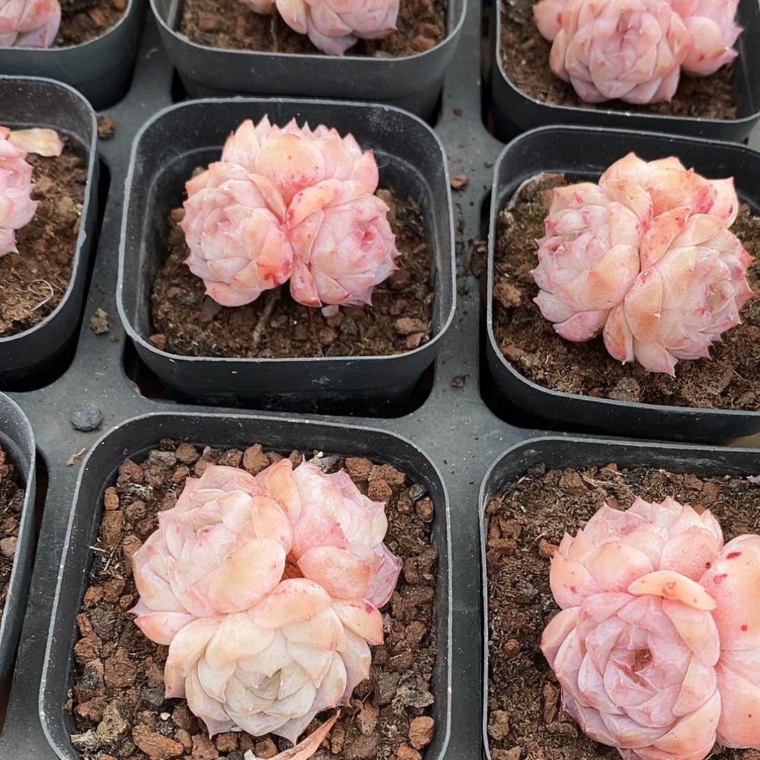 151。罗莎丽亚。群生。