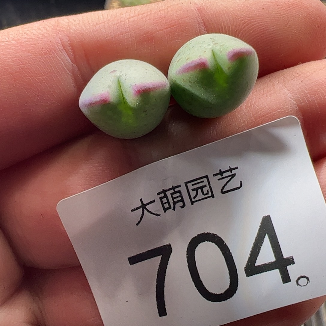 一物一拍正版1414.71皮卡丘704