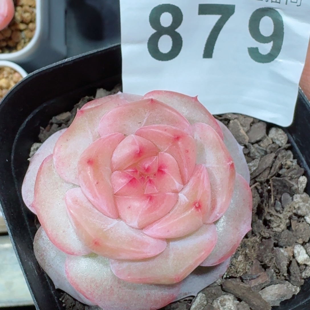 粉桃花         精品多肉