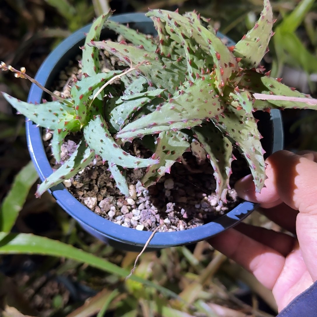 多肉植物 卡萨帝卡刺 多肉