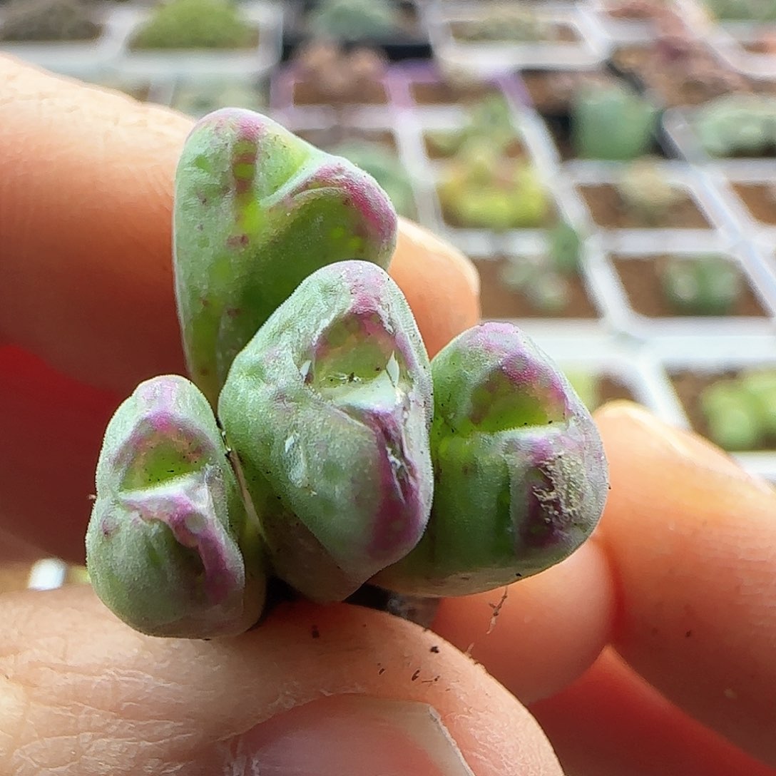 脱土年后发货24153