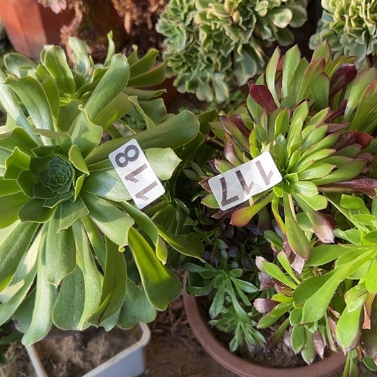 优***看多肉植物两个法师118.117