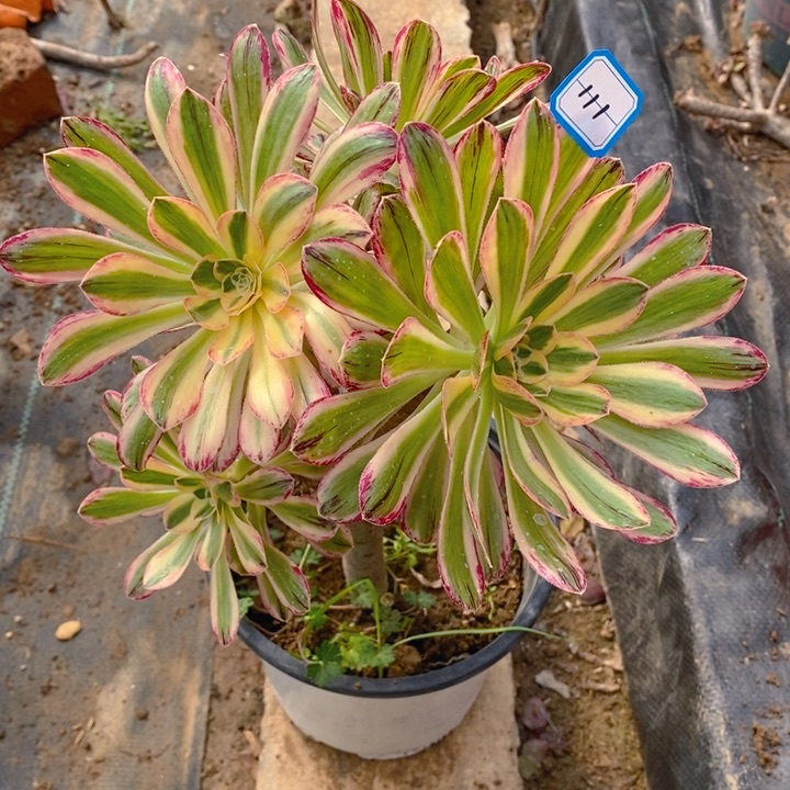 111v锦锦多肉法师