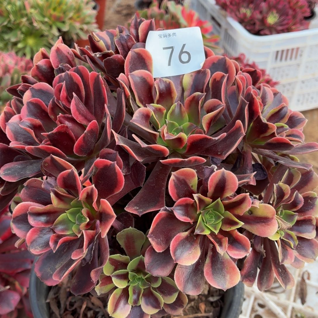 76号一物一拍欧佳丽