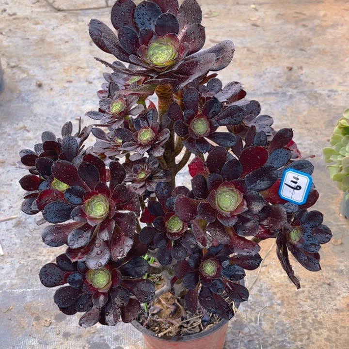 119圆叶玫瑰多肉法师