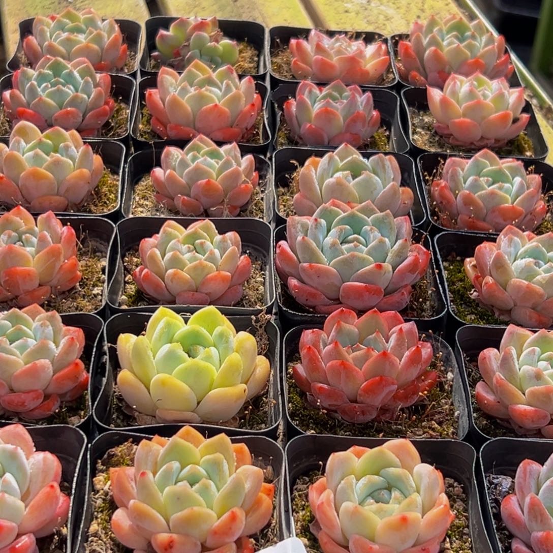 120多肉葡萄的味道是真的很