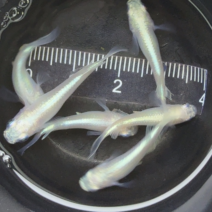 青鳉鱼白珍珠短体11号