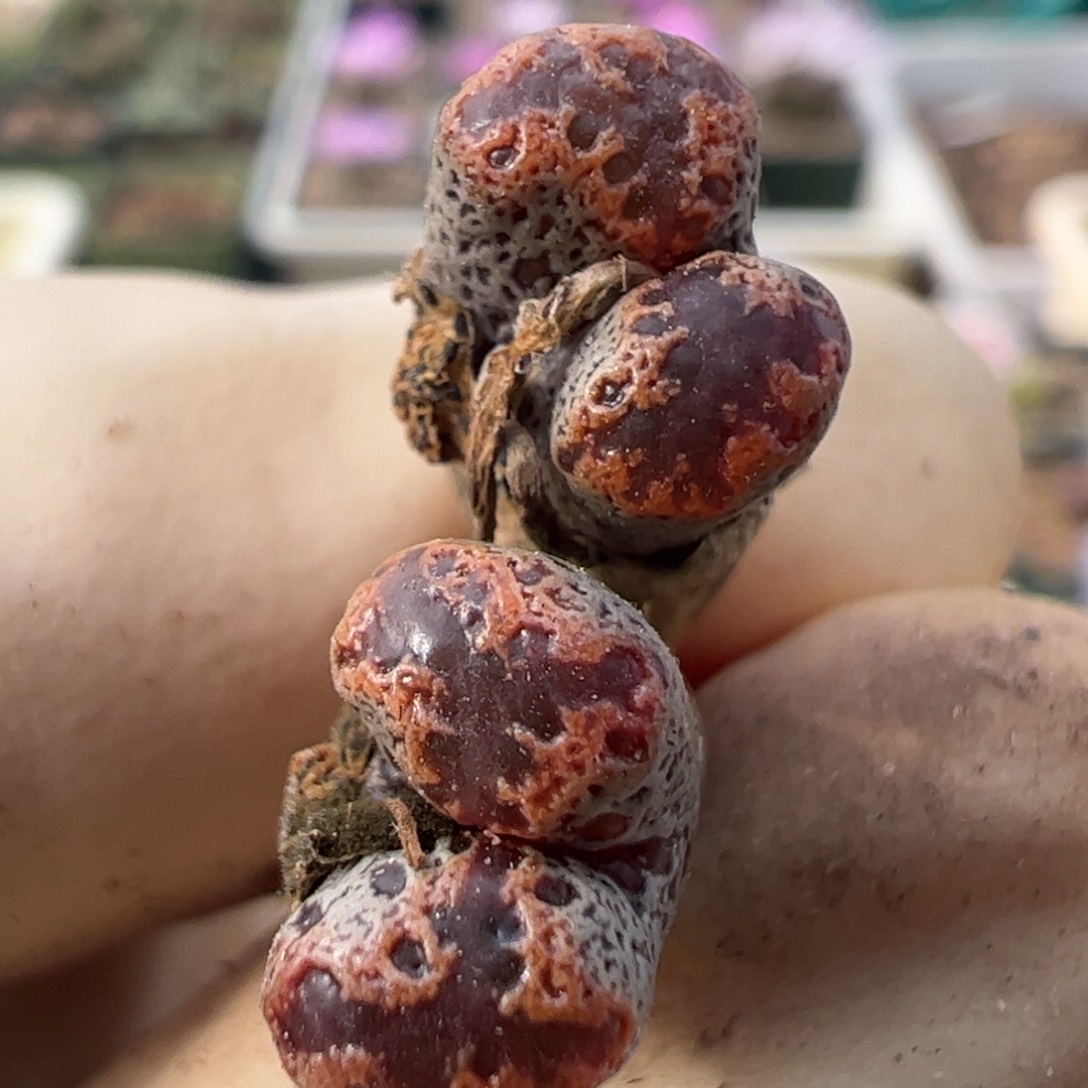 113 好看的多肉冲冲冲q