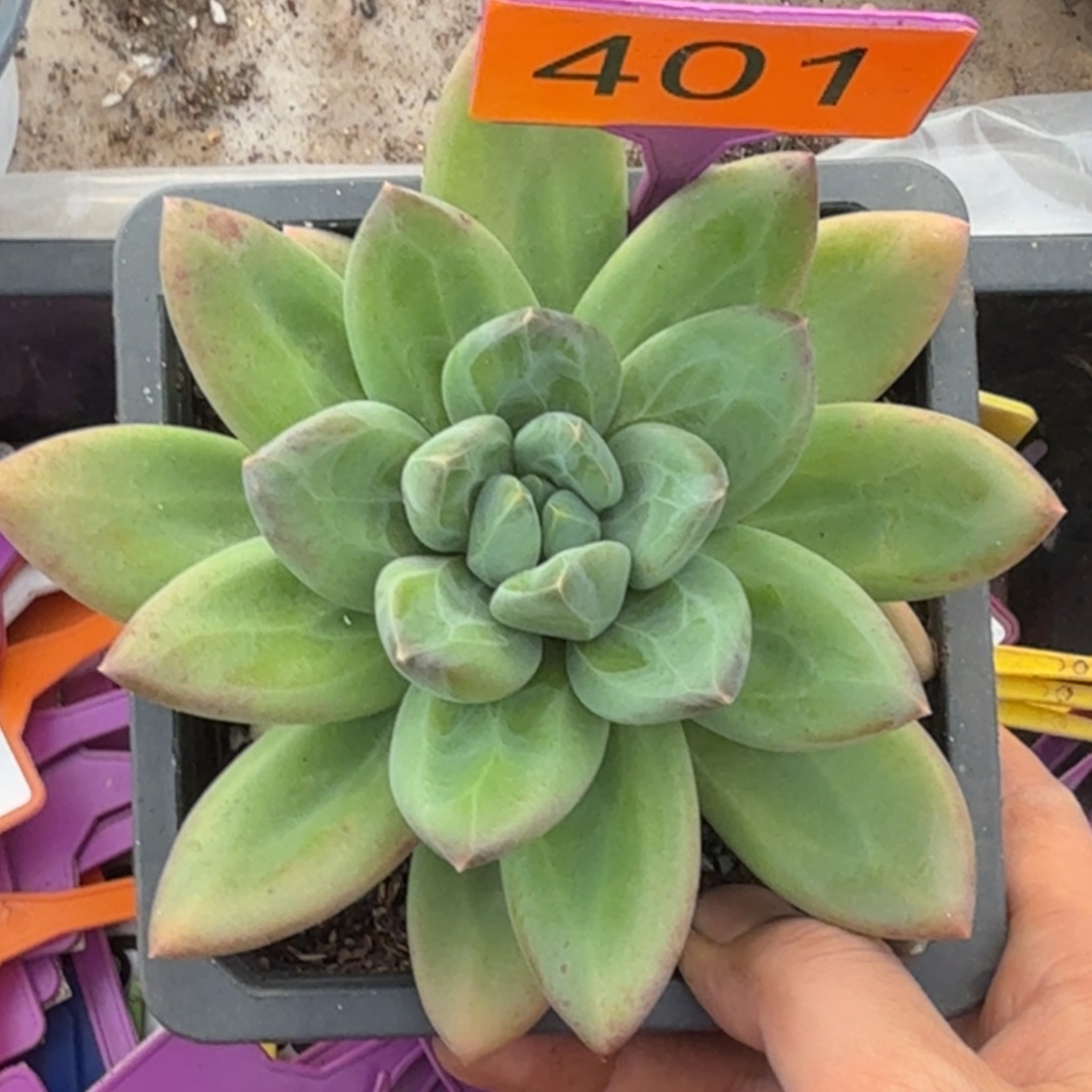 多肉植物胖体海洋之歌401