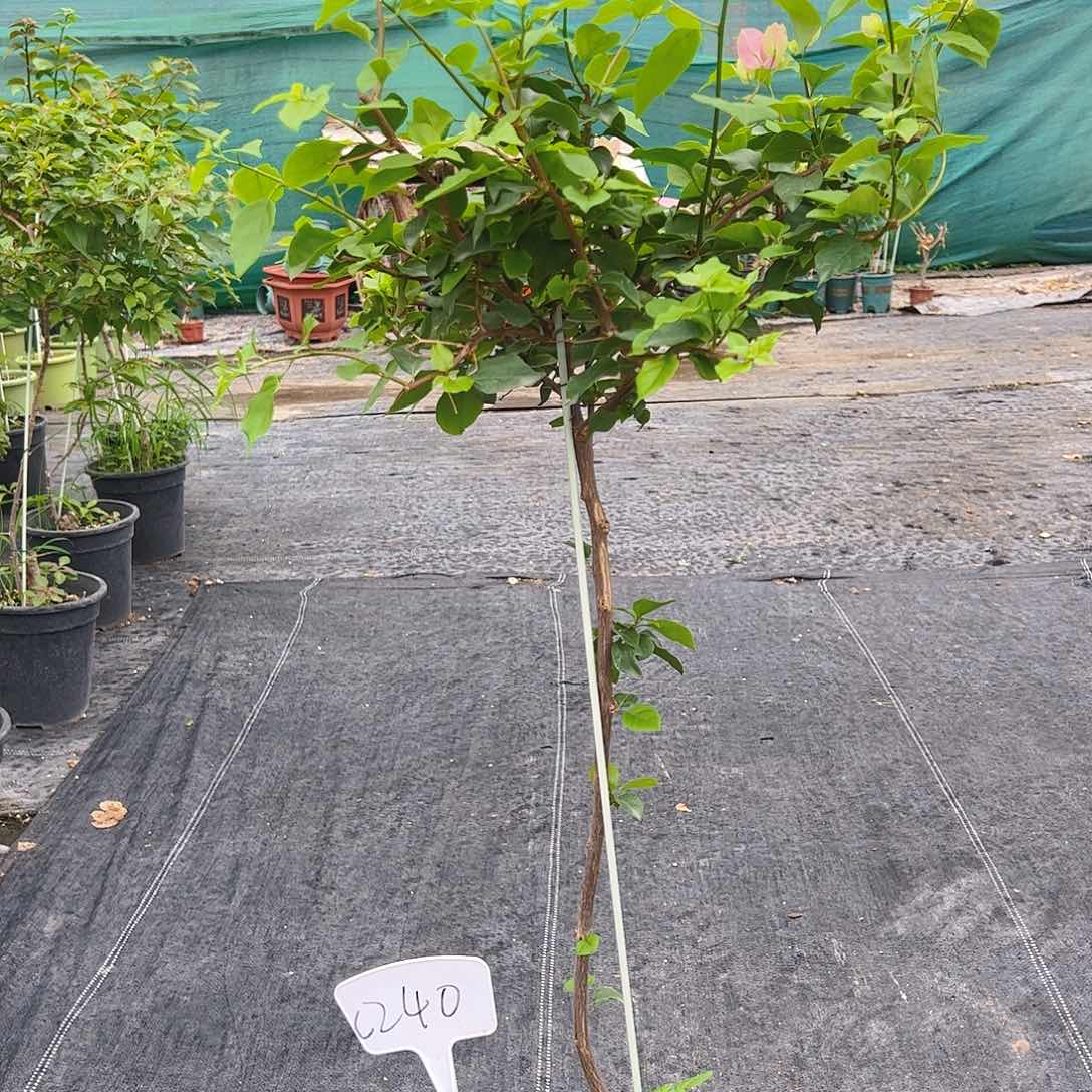当前无花栽培后可以开花用****秋C240粉可爱一颗