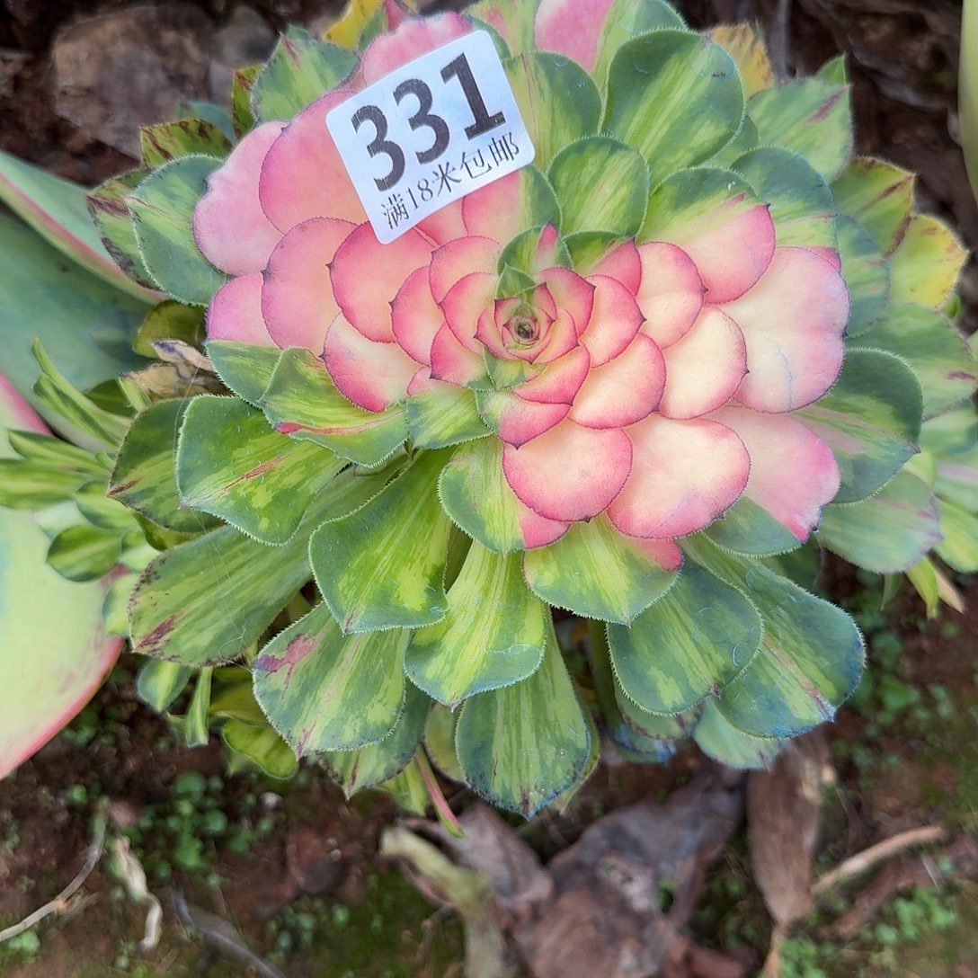 331知否捧花无根发货