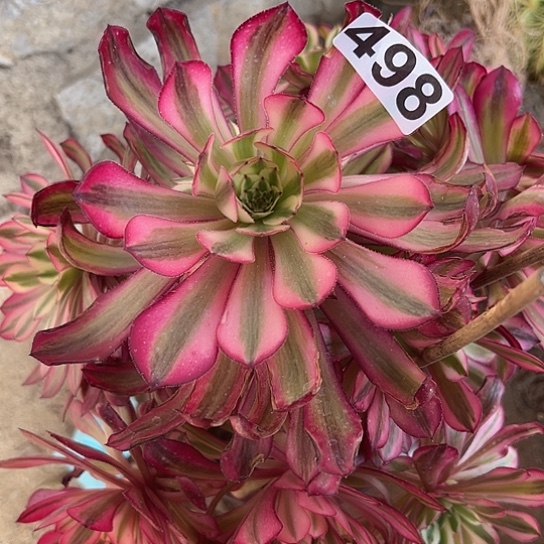 温*多肉植物一个