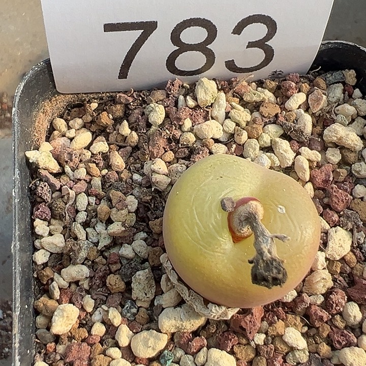 一物一拍母本翠光脱土发783