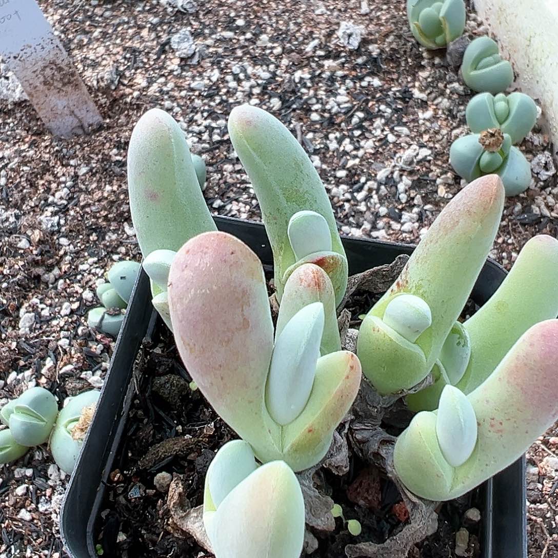 草*雪银鲨 多肉肉锥