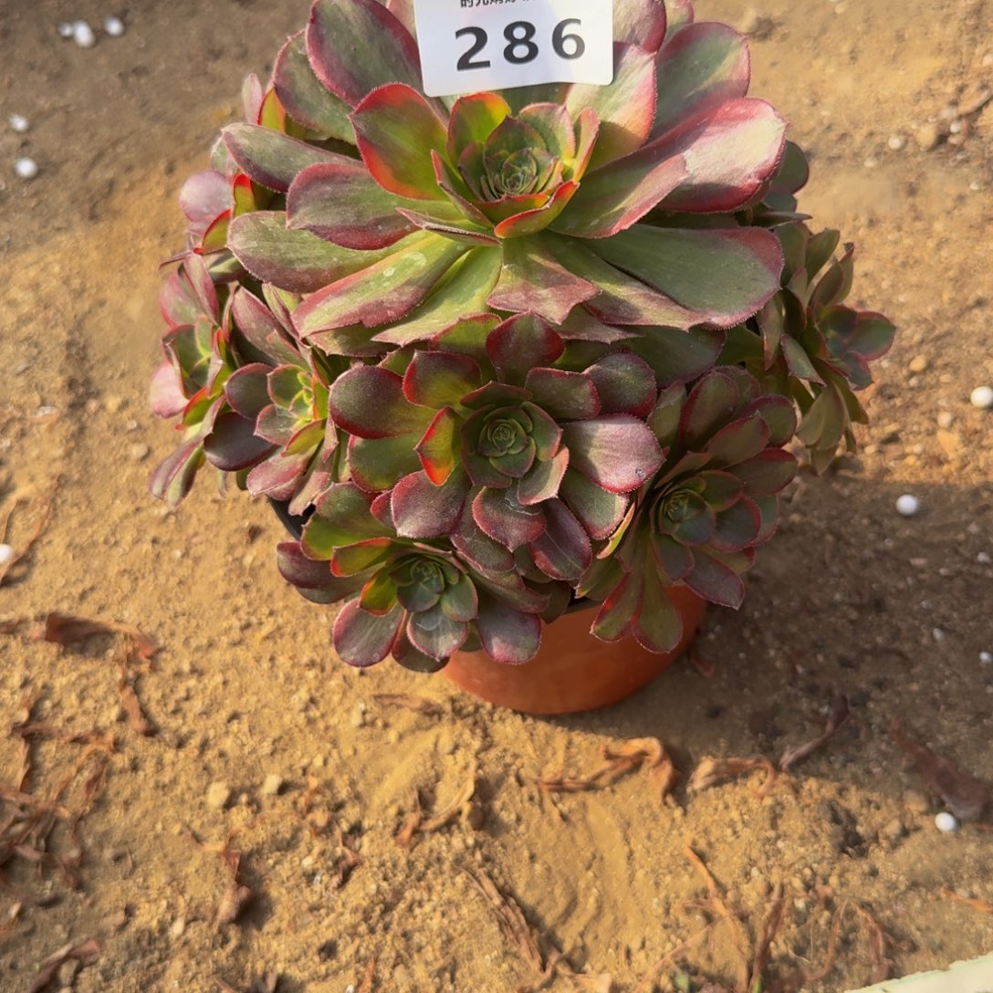 286火狐。多肉植物