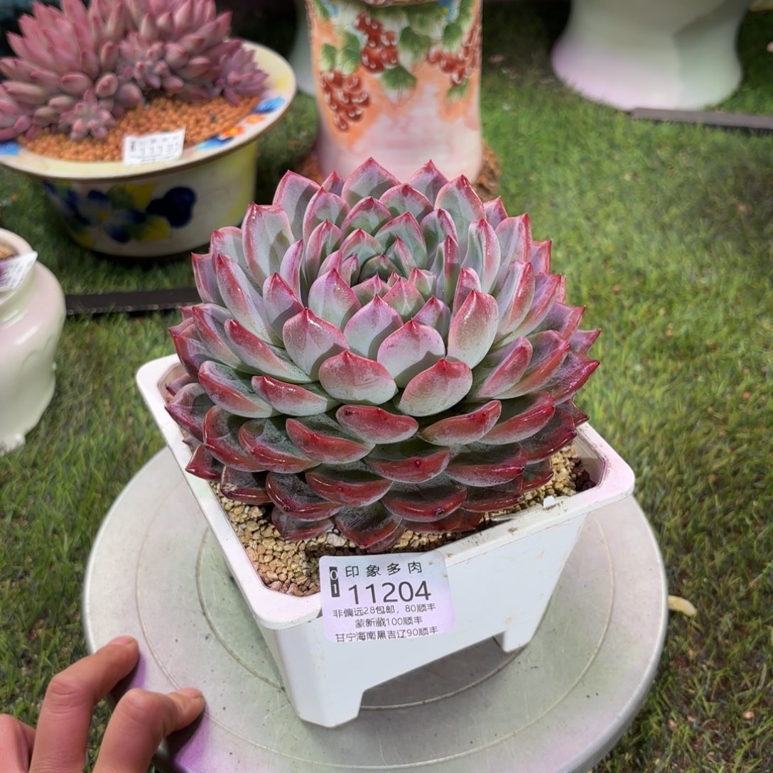 多肉植物11204dffg