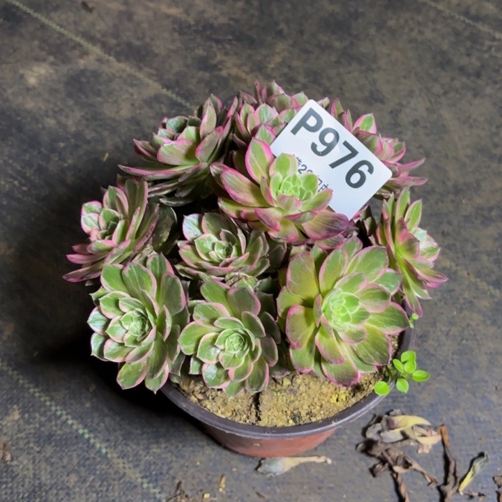 瑞妈，，。。。。。976。万花筒，