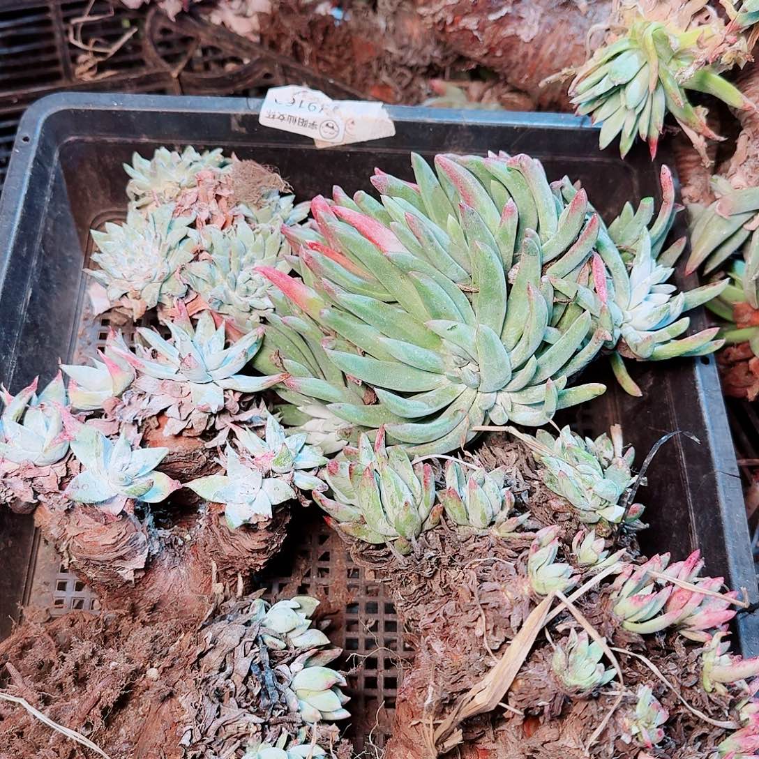 9406瑕疵框拍不售后