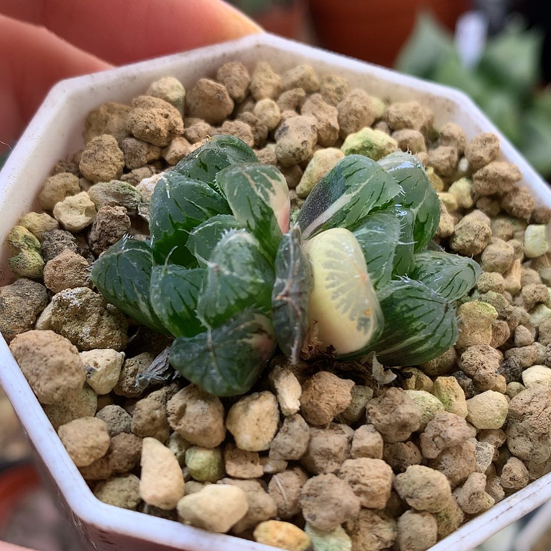 夏沫带盆土法去ooo玉露锦