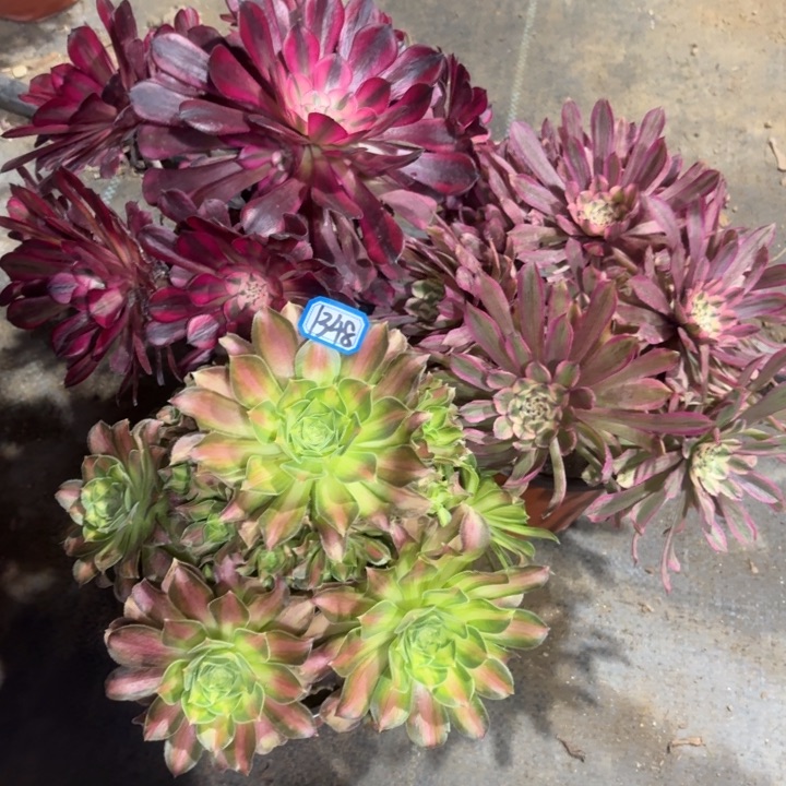 组合3颗福利1348