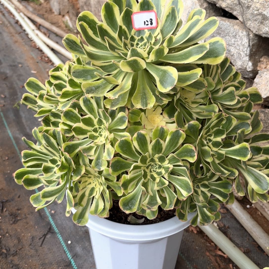 全部花朵水**山128白兰地多肉植物