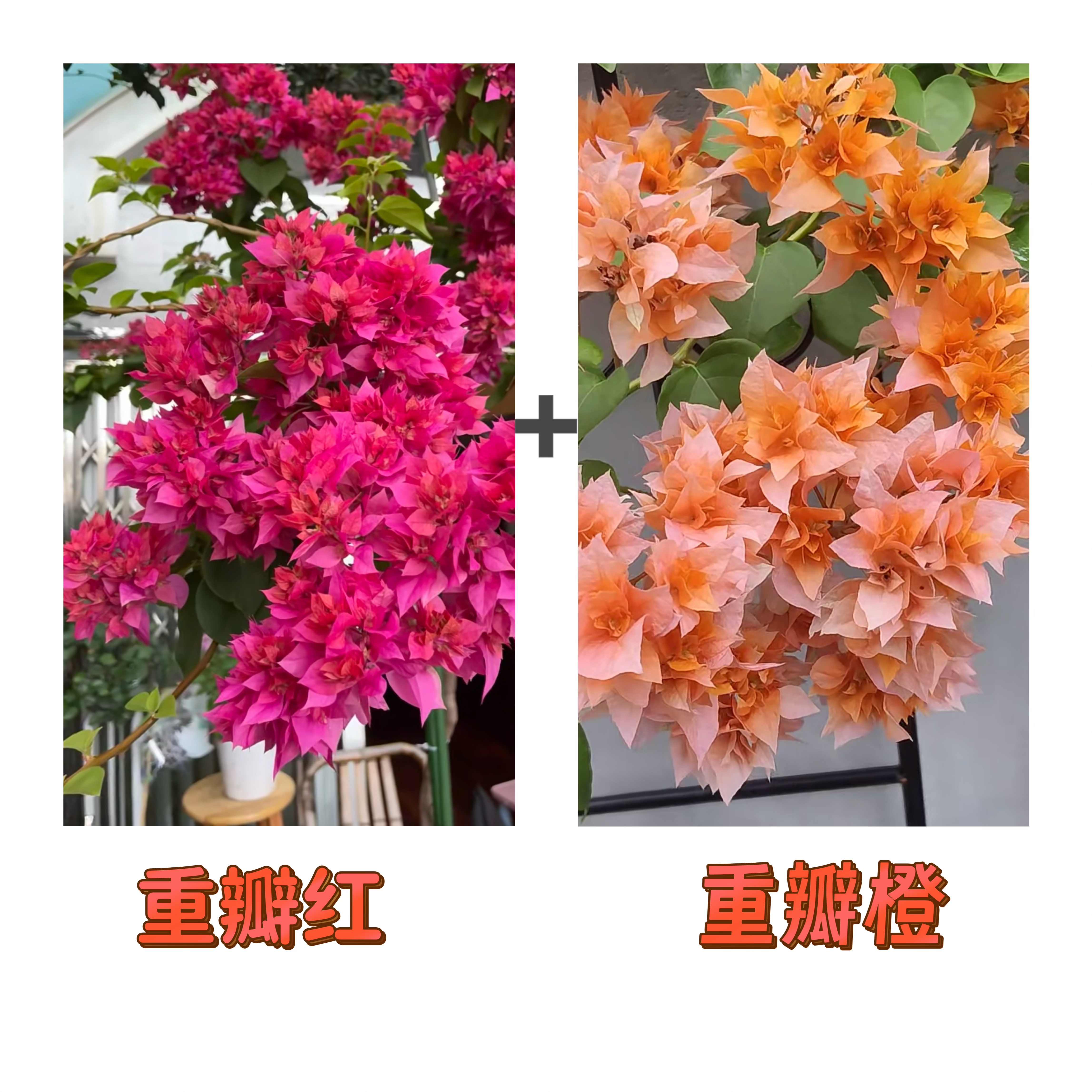 （重瓣红+重瓣橙）到手2棵 三角梅 带图带根带枝叶（不带花不带盆）