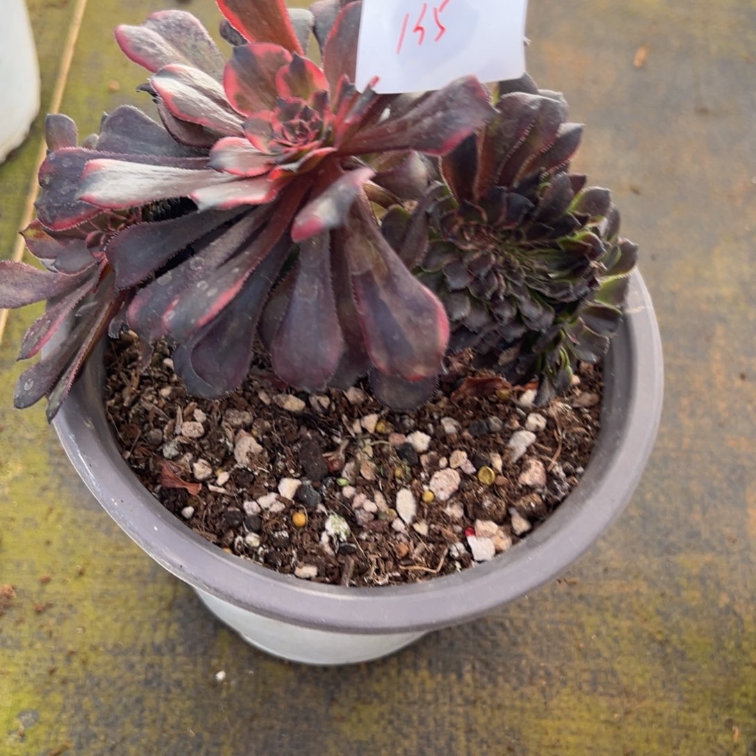 135火烧云缀多肉椅子