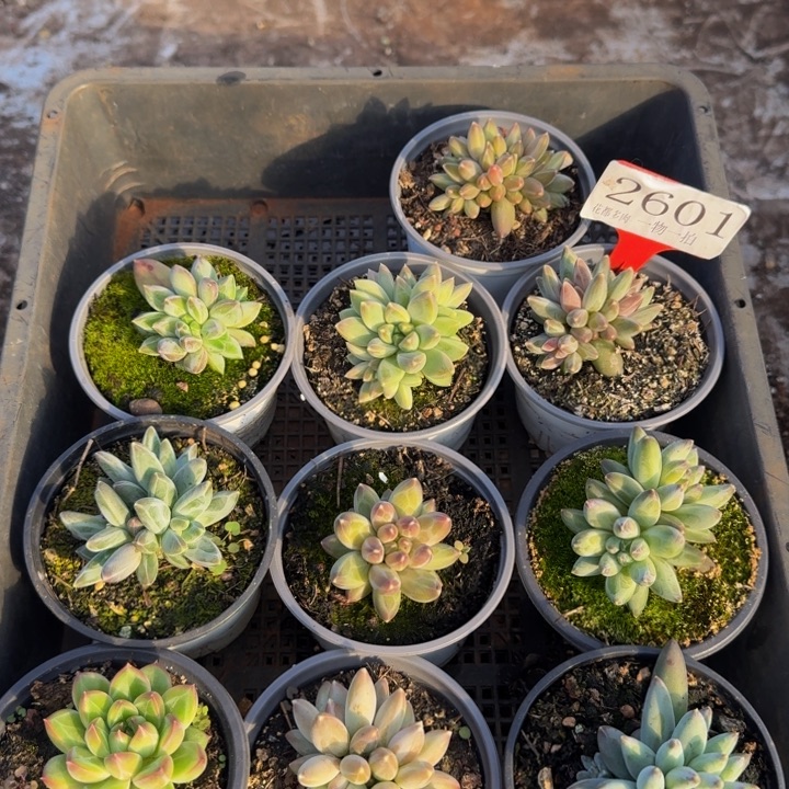 2601多肉植物一物一拍