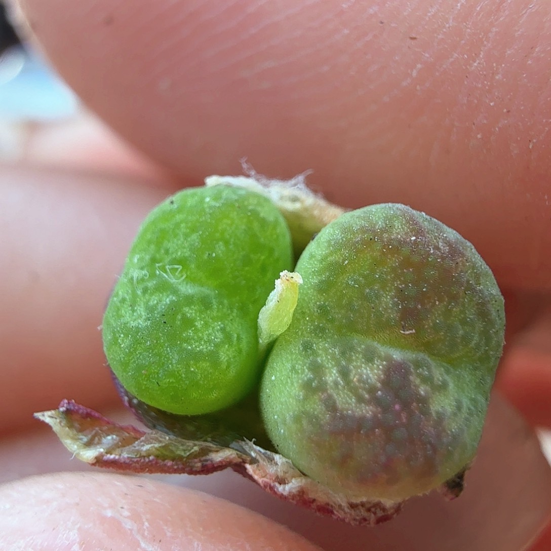 2.18.25/墨杂/多肉植物