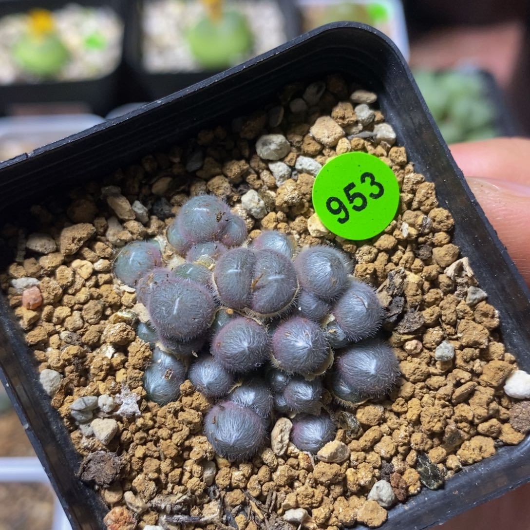 PVB3265多肉植物953