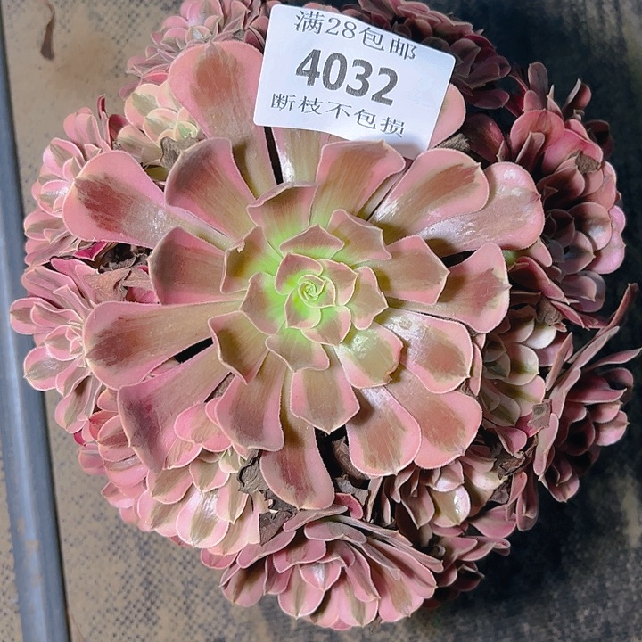 4032美杜莎多肉植物