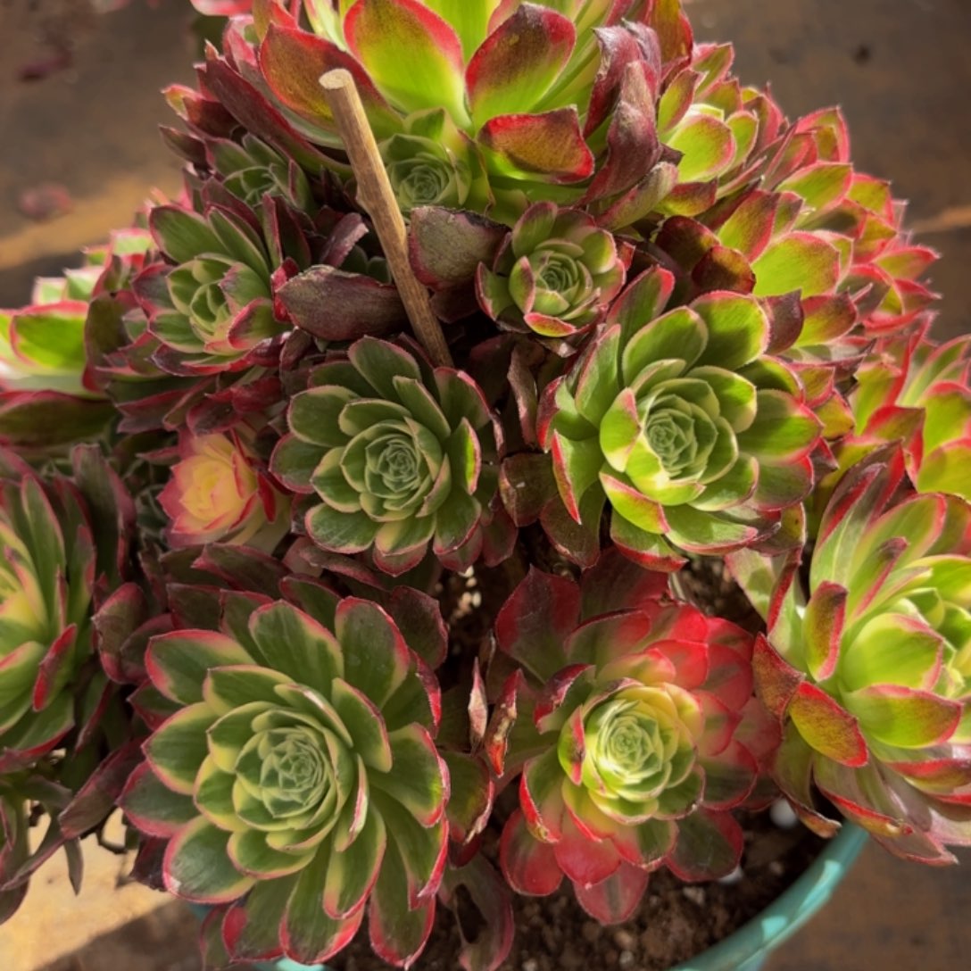 哈哈多肉植物福利147